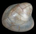 Polished Fossil Clam - Large Size #5261-2